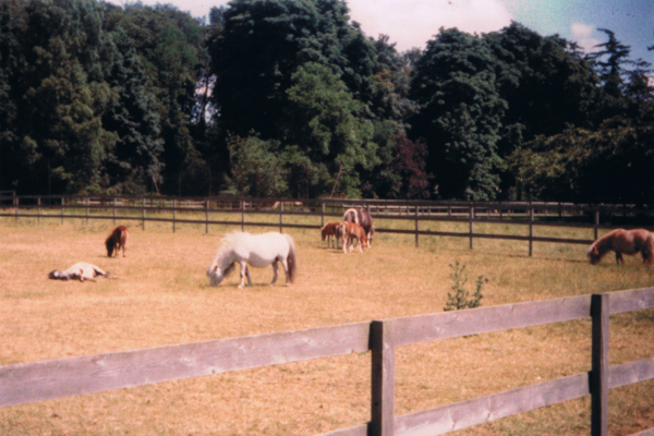 MINIATURE HORSES AT KILVERSTONE