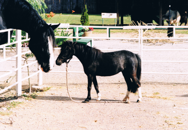 LADY ERICA OF HAMBROOK SWEDEN