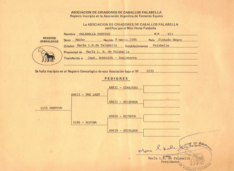 FALABELLA FESTIVO PEDIGREE