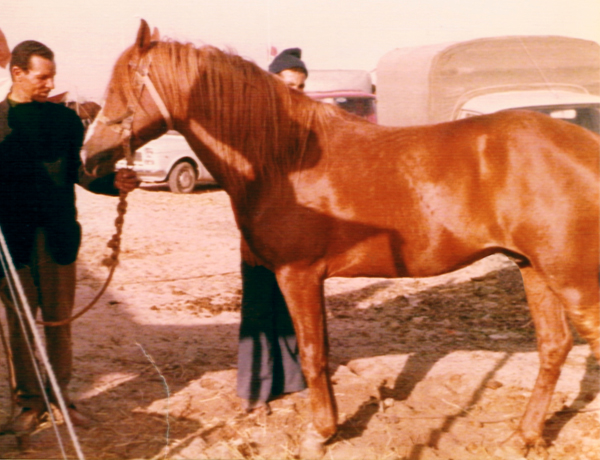 EL JADIDA ARABIAN STALLION MOROCCO 1977