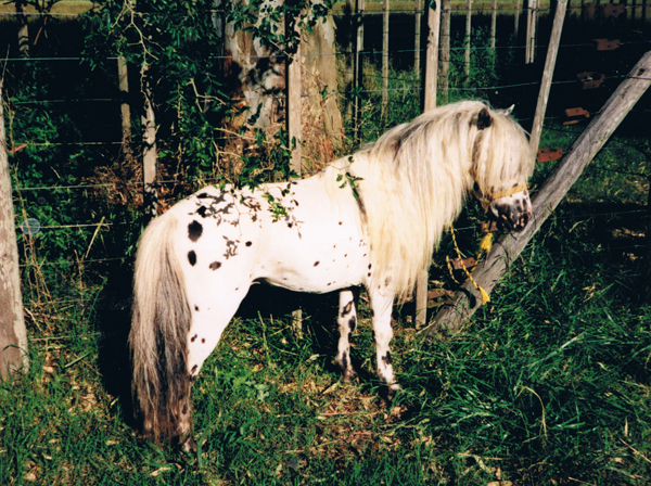 FALABELLA FESTIVO ARGENTINA