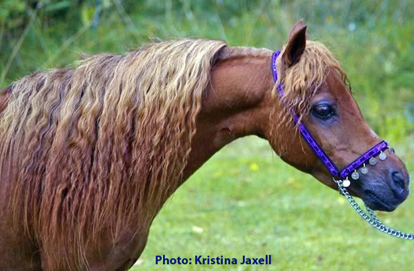 INDIUS SABRE FALABELLA