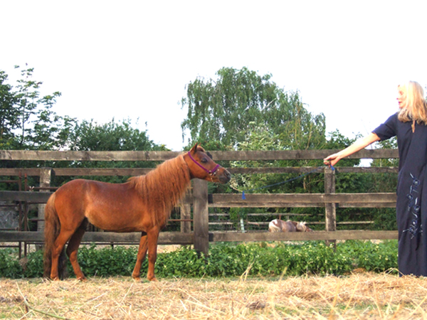 SABRE INDIUS FALABELLA FIELD PHOTO