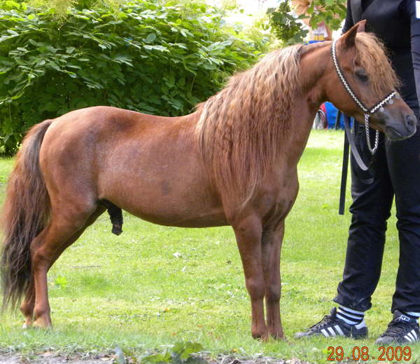 LIMELIGHTS SABRE FALABELLA INDIUS