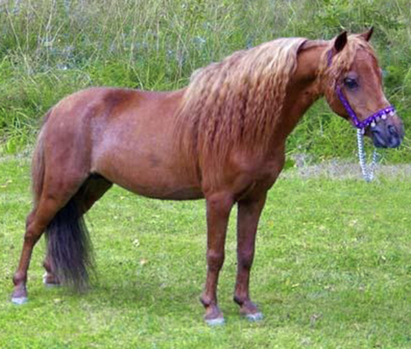 SABRE FALABELLA
